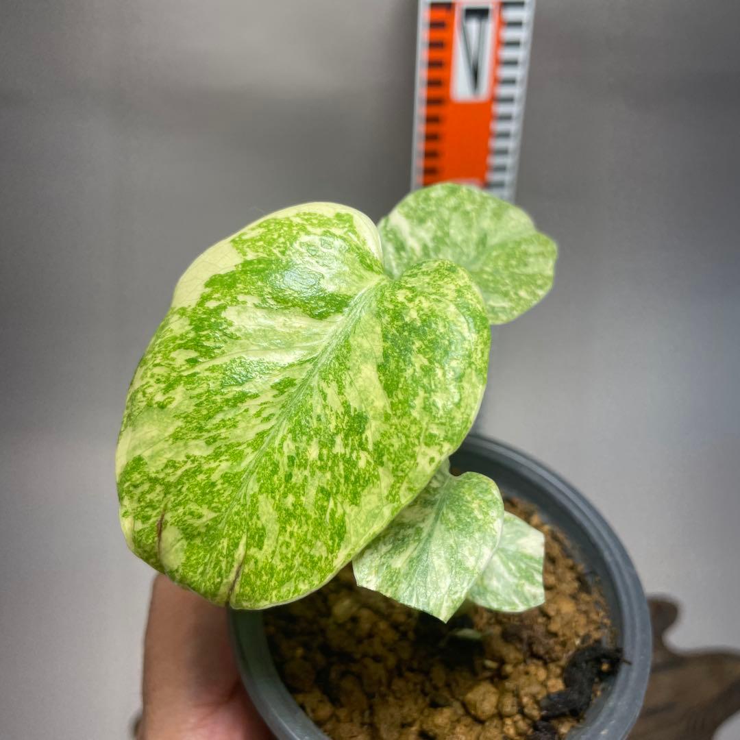 ゆ*様 q12モンステラ デリシオーサ レガシー 斑入り - メルカリ