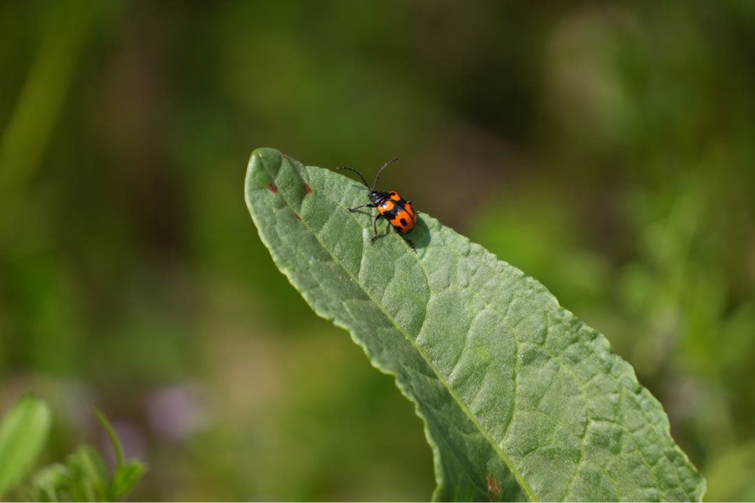 TAMRON 18-300mm F3.5-6.3 Sony α Eマウント