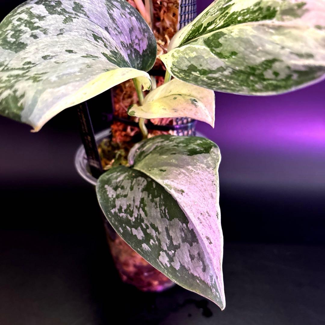 スキンダプサス ホワイトクリスタル A1 - メルカリ