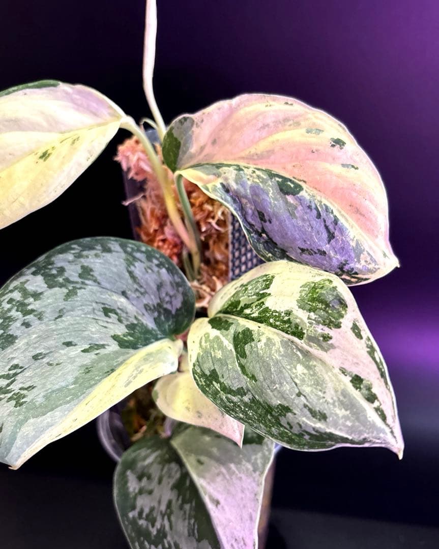 スキンダプサス ホワイトクリスタル A1 - メルカリ