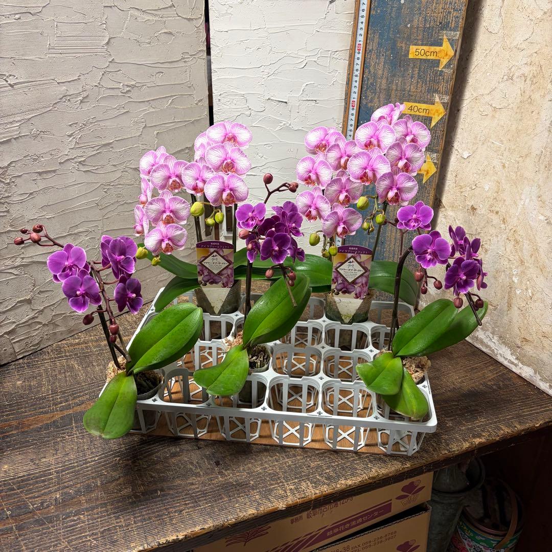 【特選】　胡蝶蘭　ファレノプシス　2種5ポット 鉢花 ミニ 胡蝶蘭 コチョウラン リアン 2本立 陶器ポット