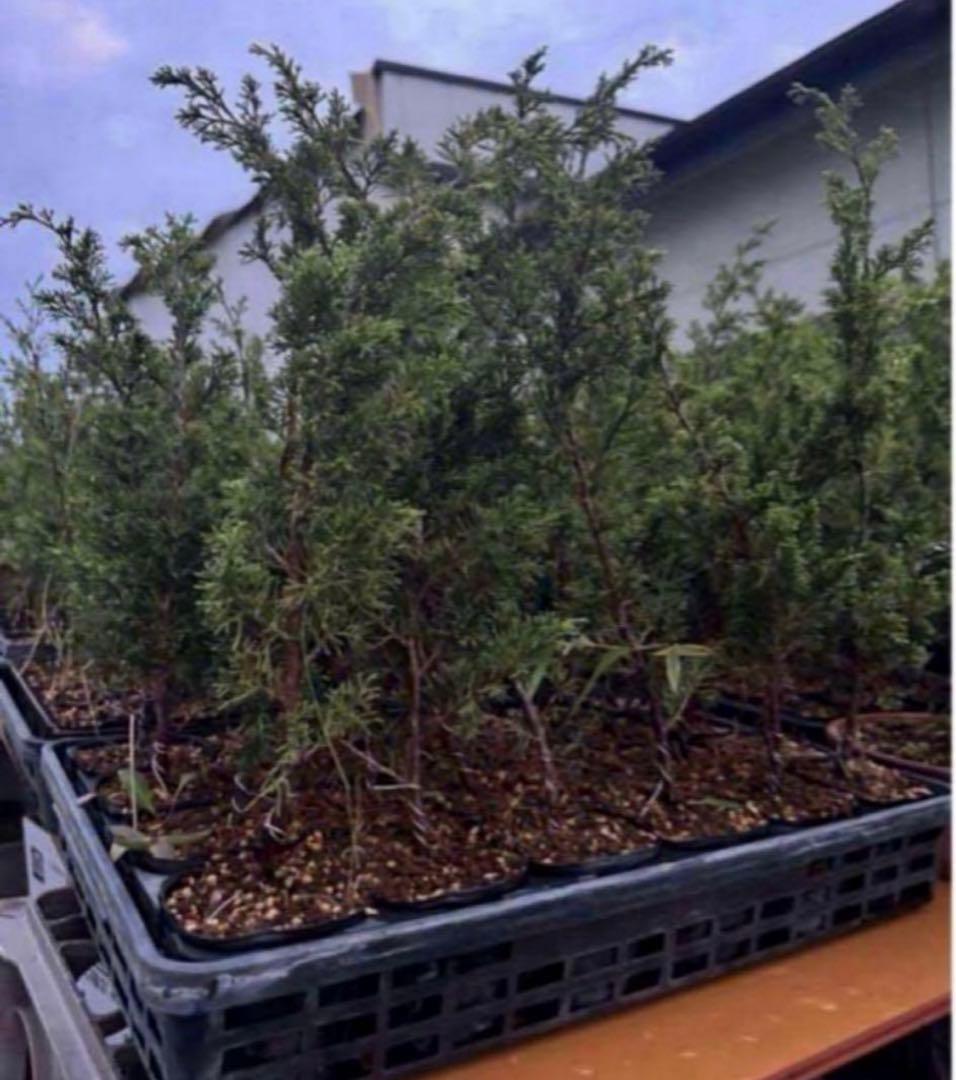 糸魚川真柏　１０本のみ　樹高　約30~45cm 苗　苗木　小品盆栽　種　盆栽素材 61B-Sor3pDL._AC_UF1000,