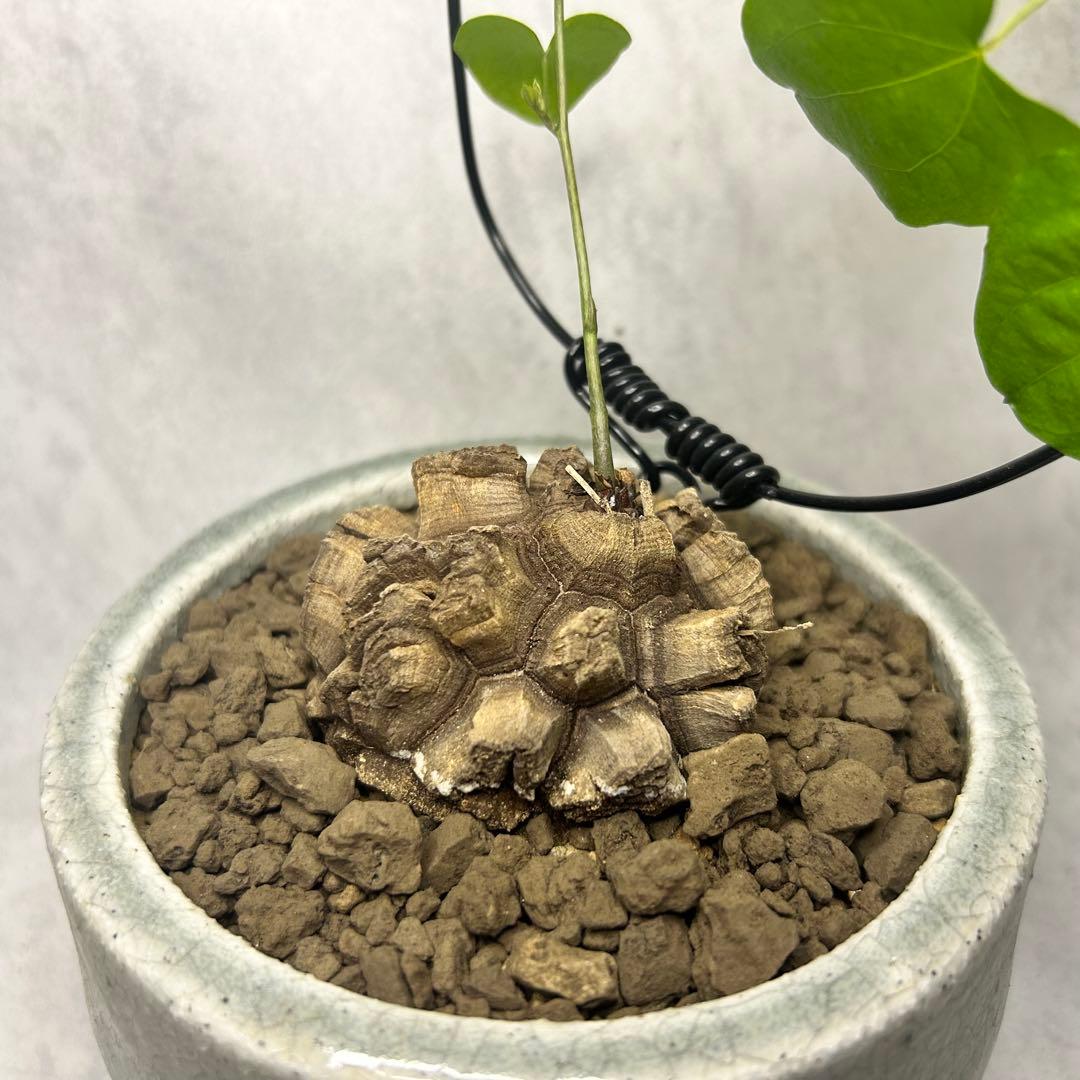 亀甲竜 (鉢入り) 6cm越え バキボコ割れ ディオスコレア　塊根植物 亀甲竜 (鉢入り) 5cm越え バキボコ割れ ディオスコレア 塊根植物 | PLARE