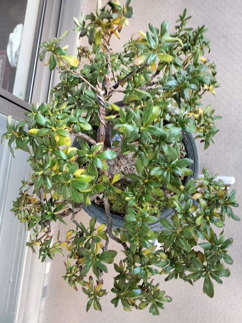 サツキ 1997 Ski-Doo Primary Clutch – Al's Snowmobile Parts Warehouse