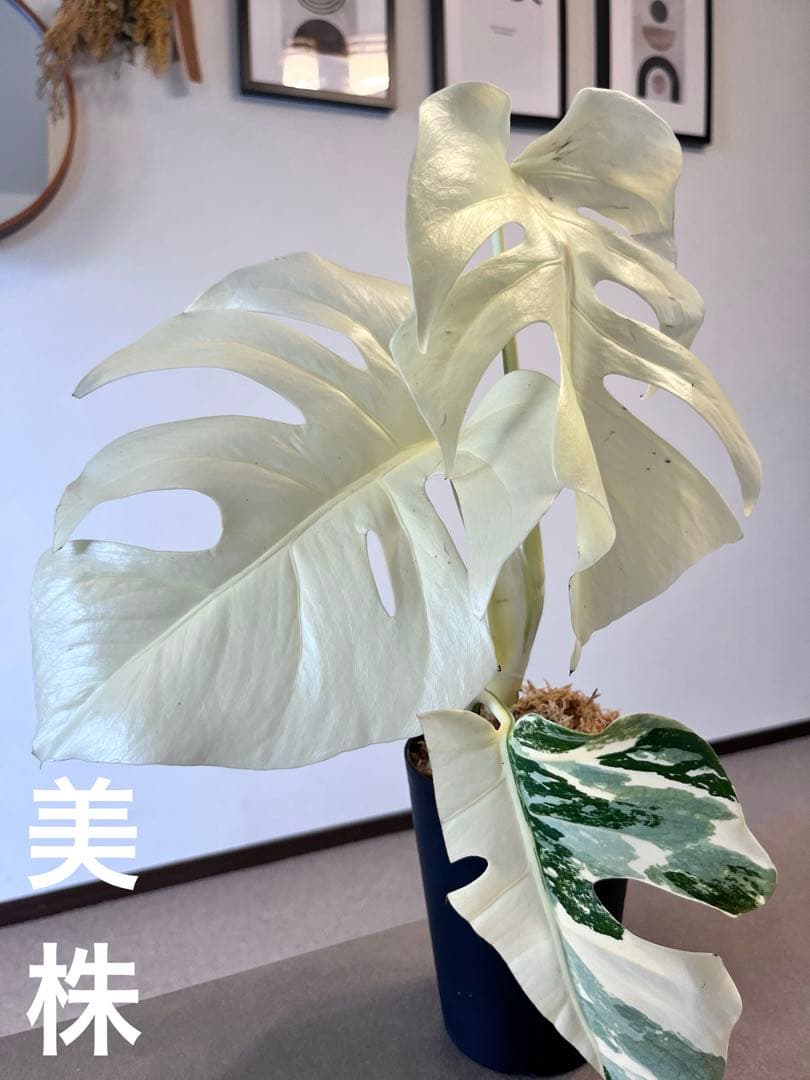 d22 極上株 モンステラ ホワイトタイガー フルムーン 鉢植え - メルカリ