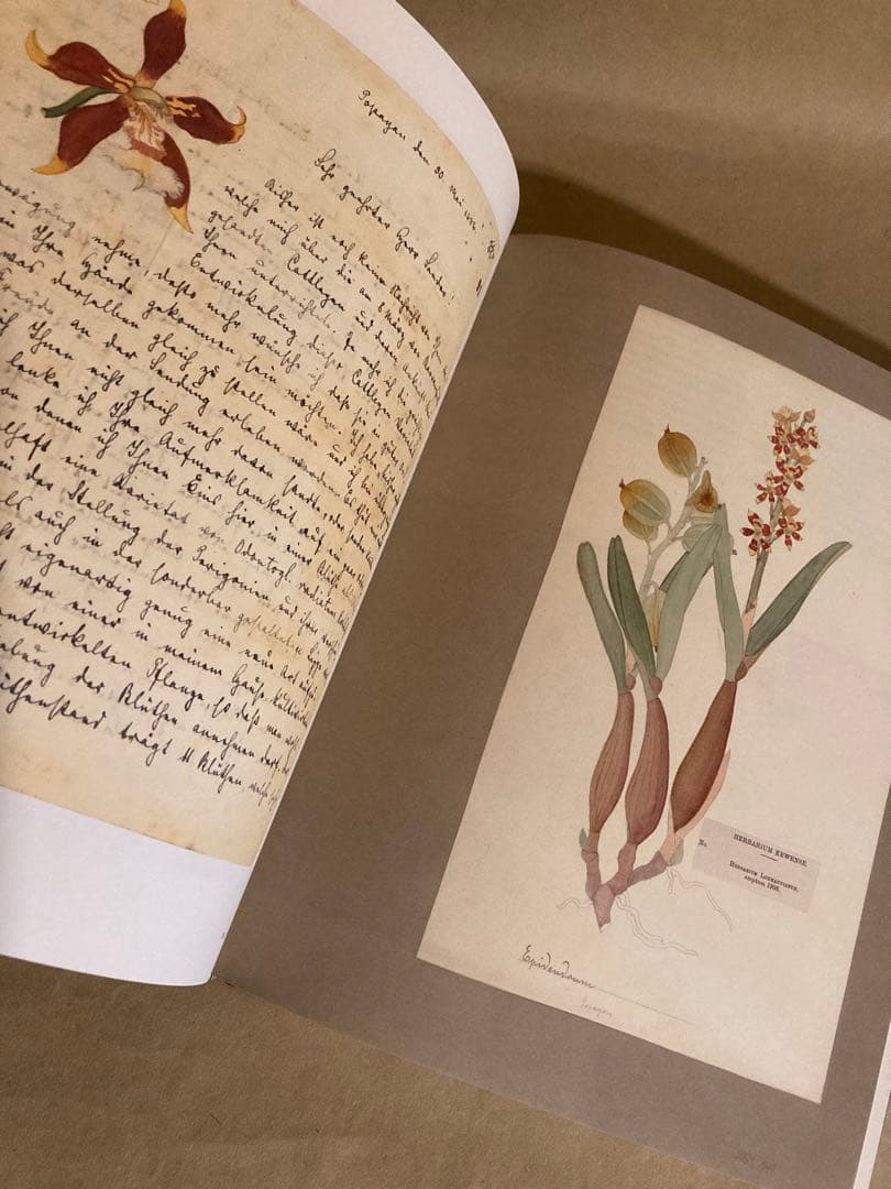 Botanical Sketchbooks 植物 スケッチ 絵画 洋書 Botanical