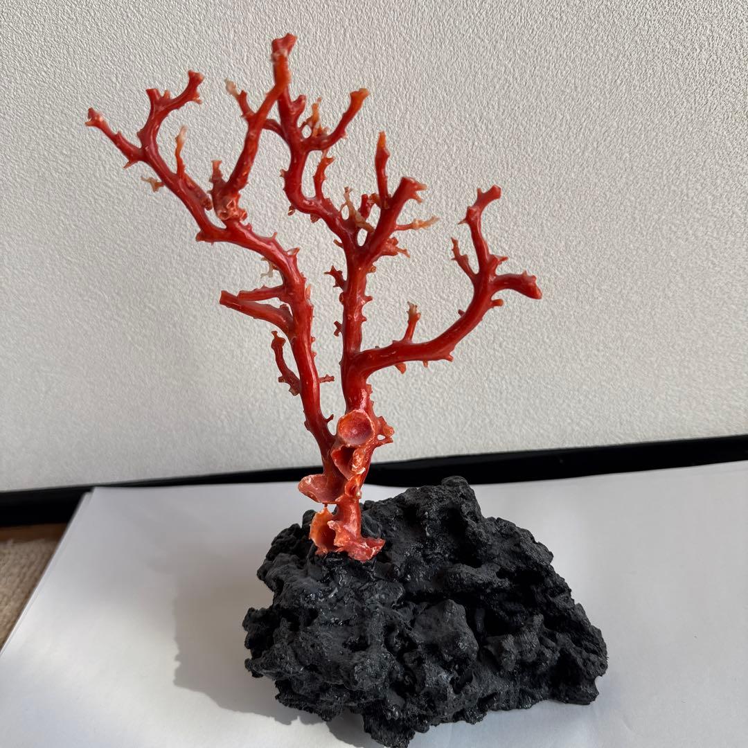 赤珊瑚　拝見 楽天市場】高知沖産血赤珊瑚の拝見 原木 置物 艶出し加工済み 黒檀台