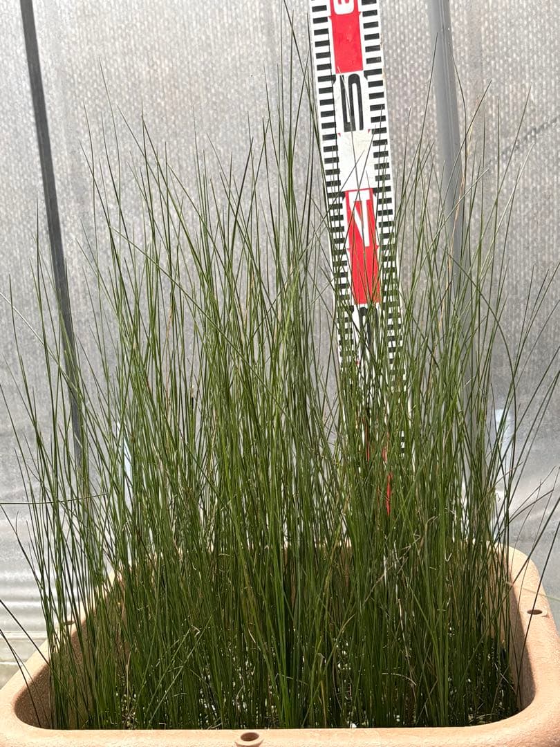 d★コスパ最強★超極上★クサントロエア・オーストラリス★