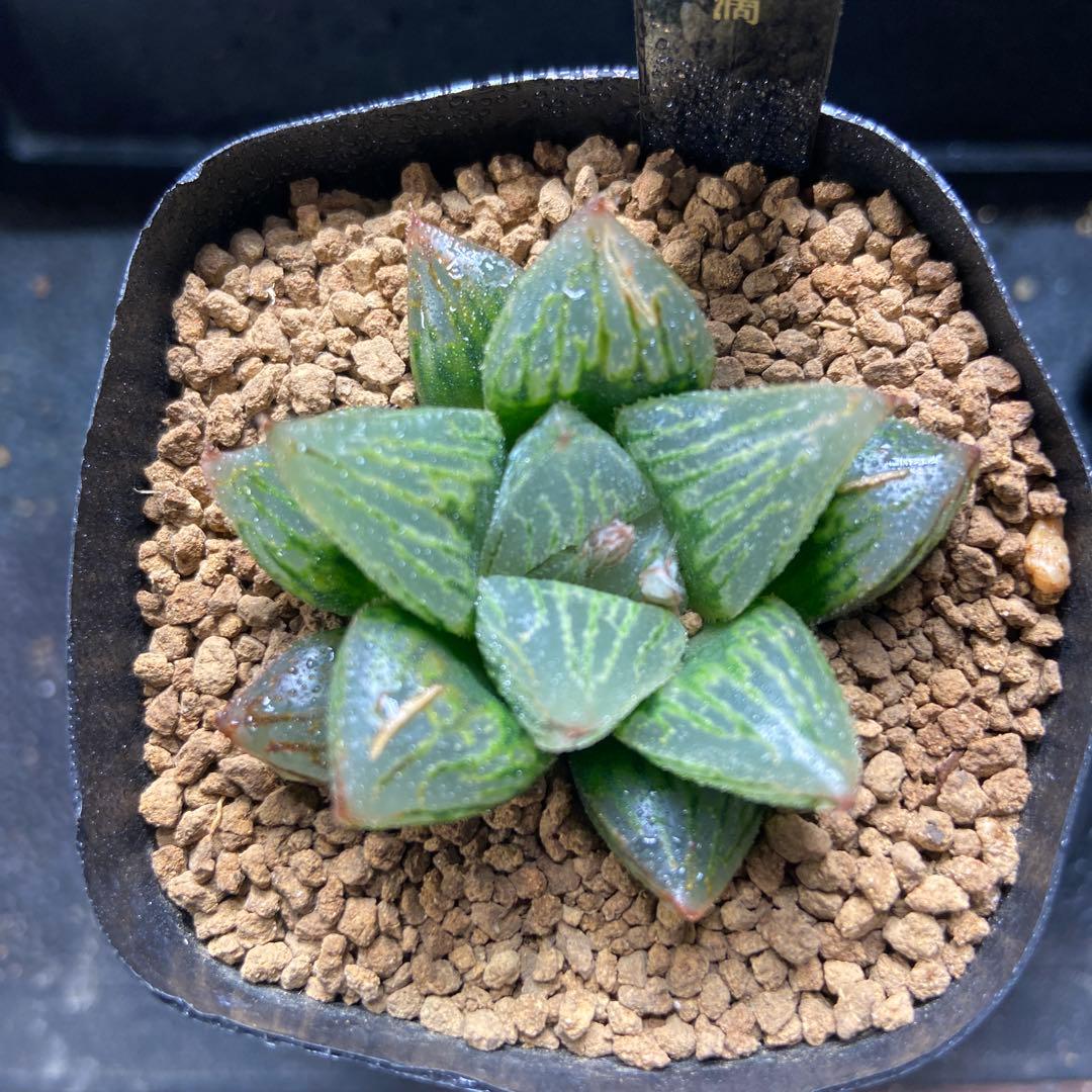 ⚠️高額注意⚠️ ハオルチア ナイルの一滴 - メルカリ