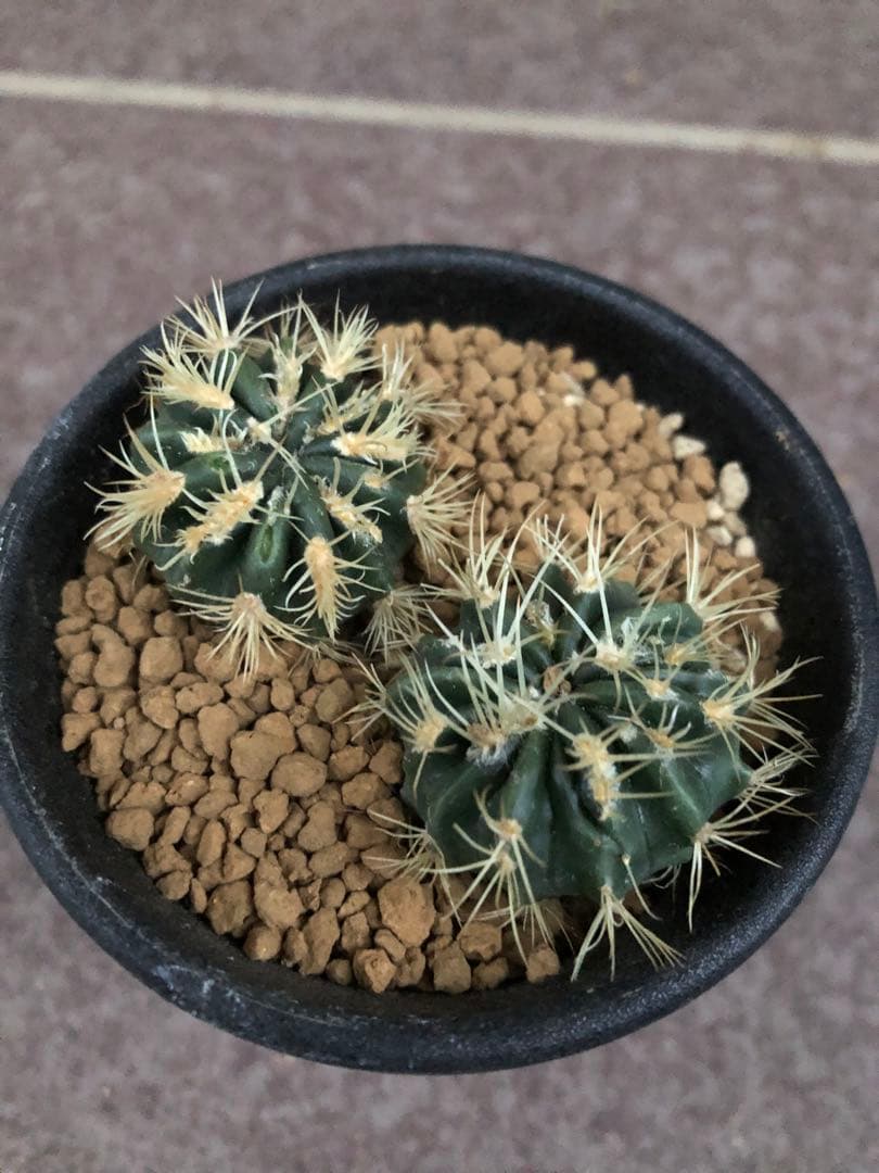 綾波モンストローサ⭐︎実生　サボテン ホマロケファラ・綾波モンストローサ | trigger