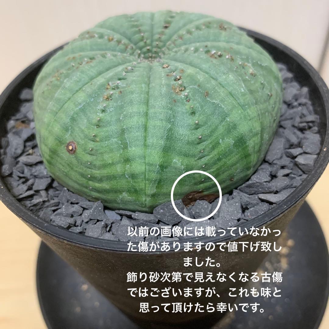 シンメトリカ 仔吹きタイプではない 7.5cm 3.5寸 超扁平お饅頭型