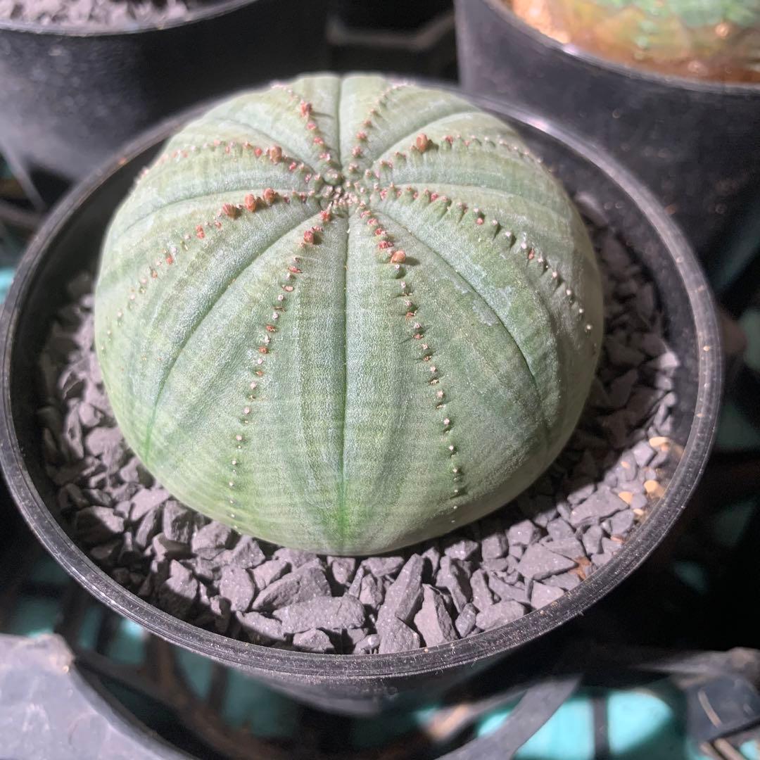 シンメトリカ 仔吹きタイプではない 7.5cm 3.5寸 超扁平お饅頭型