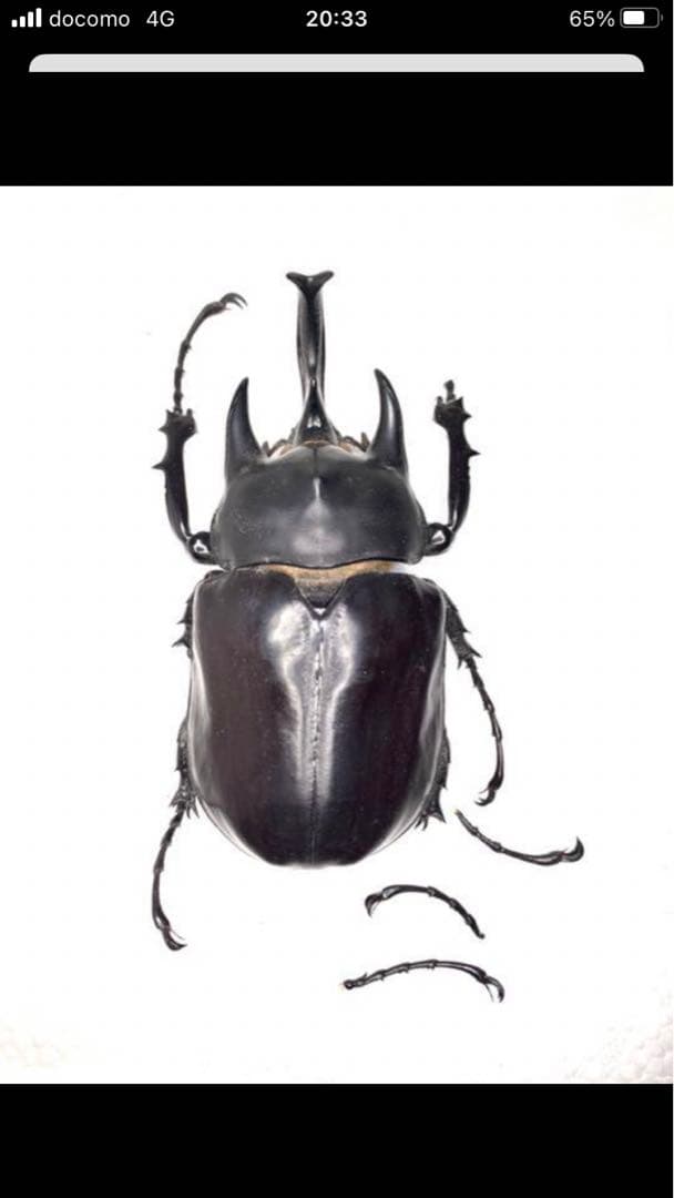 アクティオンゾウカブト♂標本 - メルカリ