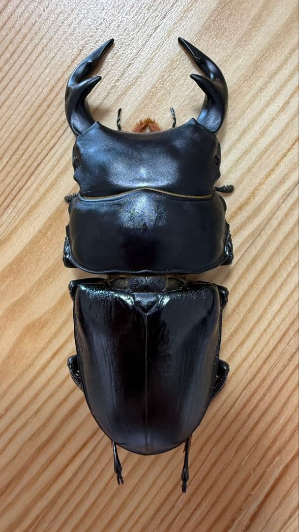 グランディスオオクワガタ　８８．２mmペア WD】《グランディスオオクワ原名亜種 70mm ペア》 | KPW公式オンライン