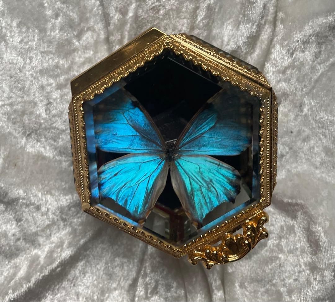 蝶 蛾 標本 ポルティスモルフォ アンティーク ヴィンテージ ジュエリーボックス 蝶 蛾 標本 ポルティスモルフォ アンティーク ヴィンテージ ジュエリー