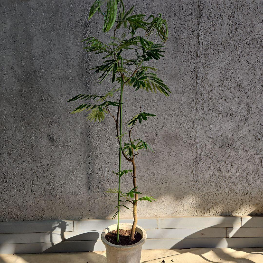 ① エバーフレッシュ 曲がり仕立て 10号特大苗木最高等級極上品