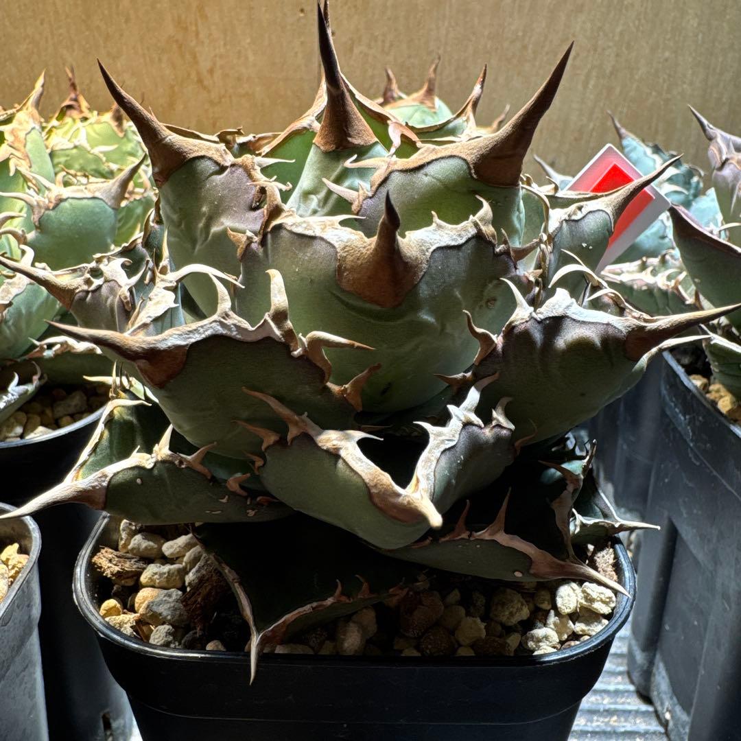 アガベ オテロイ 実生 選抜 オアハカ FO フィリグリー クラウン