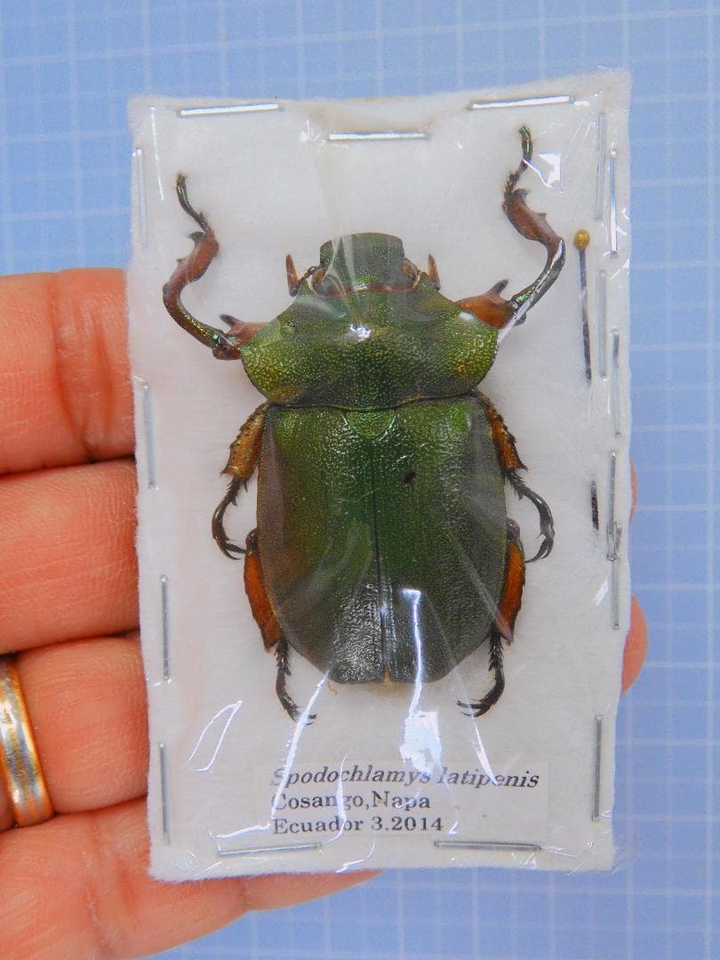 エクアドル産 ラティペニステナガスジコガネ　38mm ANTARCTIC GLACIER 38mm – Nivada Grenchen