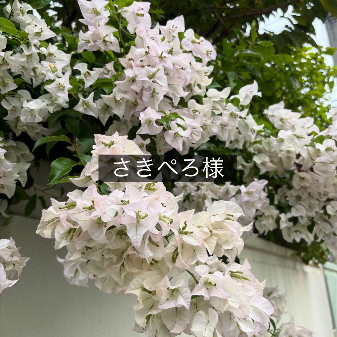 さきぺろ様 咲@てへぺろ︎🌟 (@saki_10_27_) / Posts / X