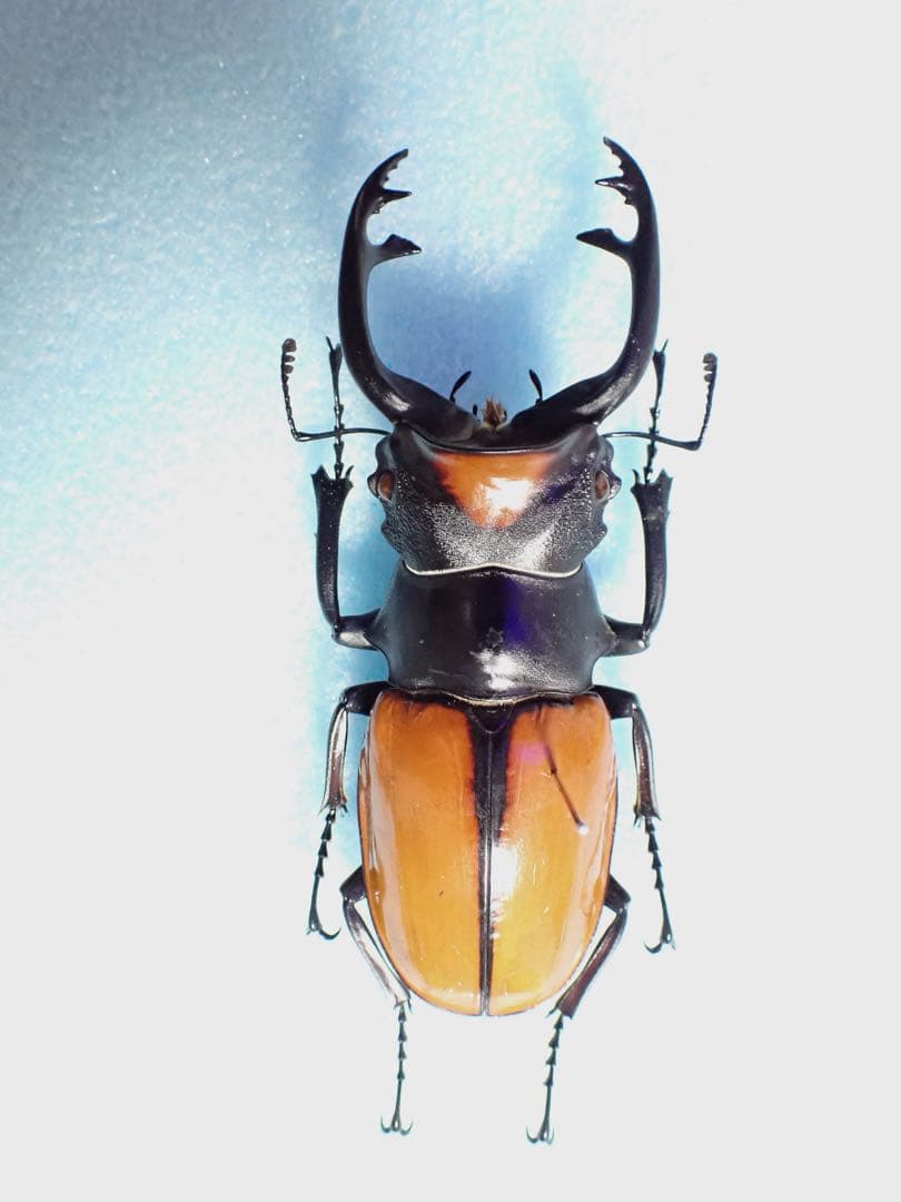ナカジ　クワガタ標本 クワガタ標本 | Dorcus-Saga
