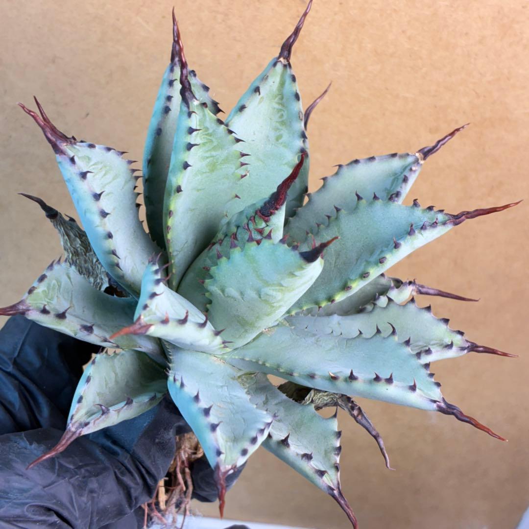 アガベ ハイブリッド 八荒雷神 曲刺八荒 陽炎強黒曲棘 特選 - メルカリ