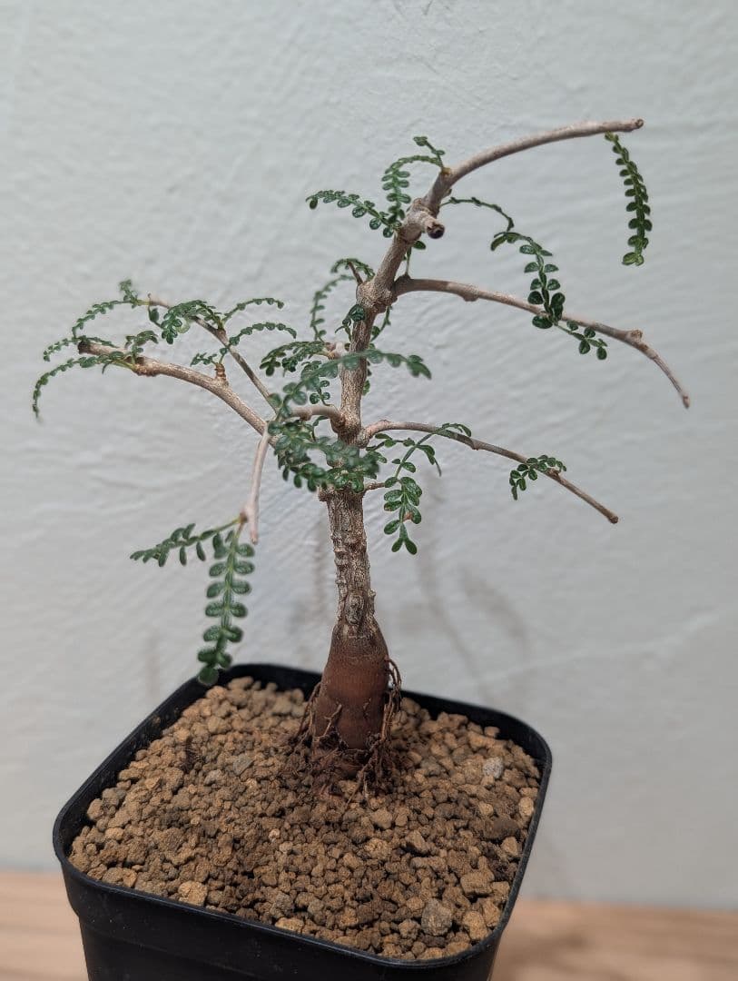 オペルクリカリア・ヒファエノイデス③ 4号鉢 オペルクリカリア ヒファエノイデス Operculicarya hyphaeno