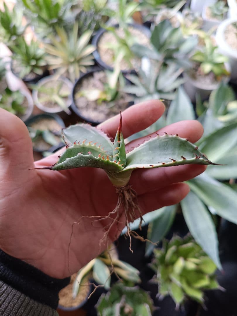 アガベ コロラータ白覆輪 斑入り パリー オバティフォリア パラサナ