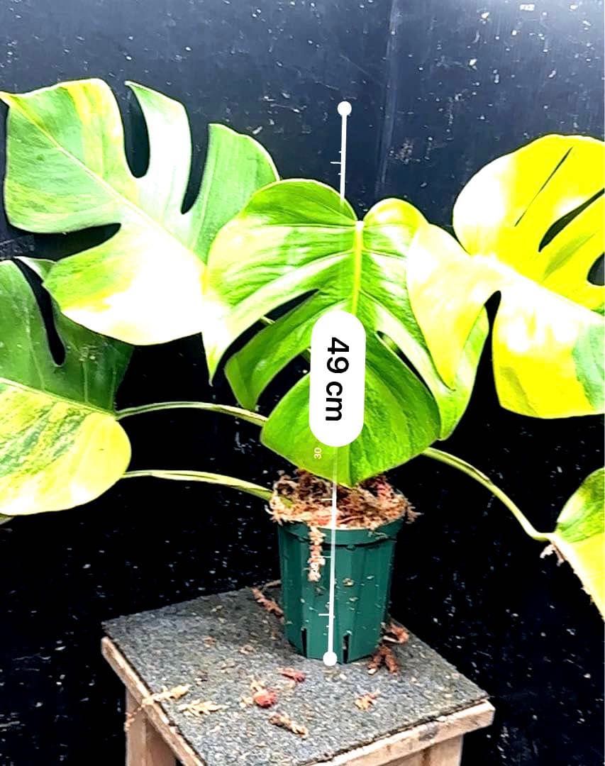 メ*1様 斑入りモンステラボルシギアナオーレア黄斑4号鉢植え49cm発