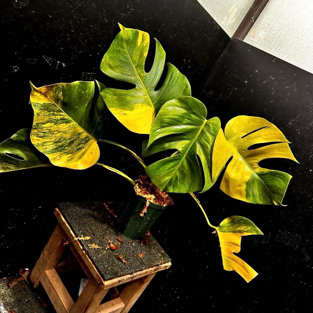 メ*1様 斑入りモンステラボルシギアナオーレア黄斑4号鉢植え49cm発