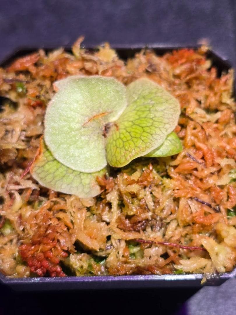 P. willinckii 'nano' pup 所有株OC - メルカリ