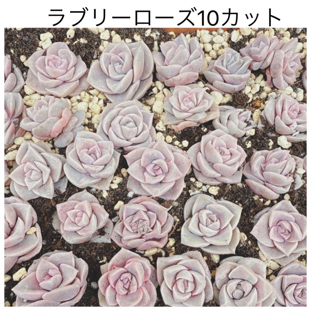 ラブリーローズ10カット カット苗 多肉植物 エケベリア 寄せ植えや多肉