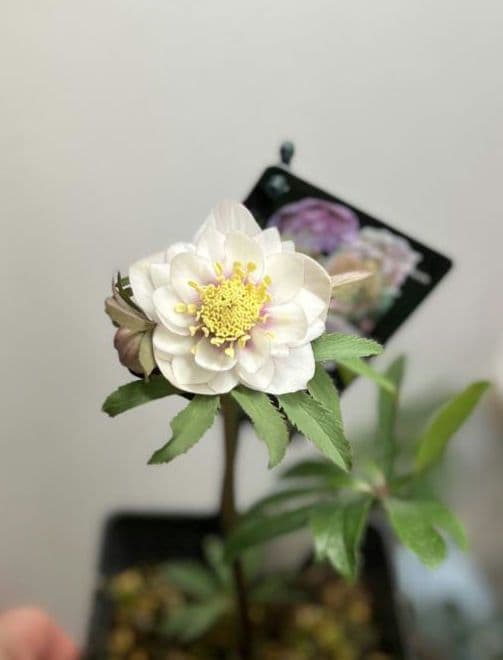 クリスマスローズ ウィンターシンフォニー 静 dd 整形 - メルカリ