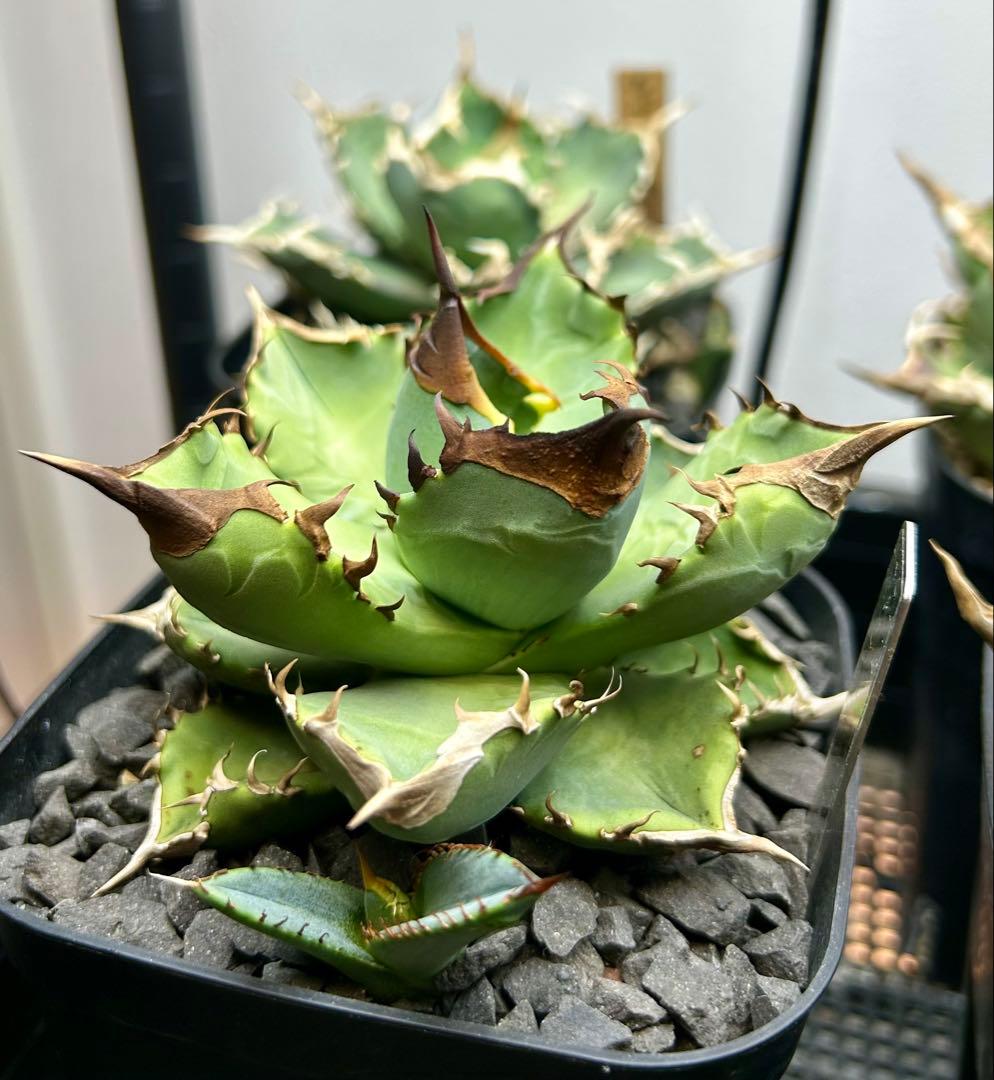 アガベ オテロイ 実生 選抜 子株 - メルカリ