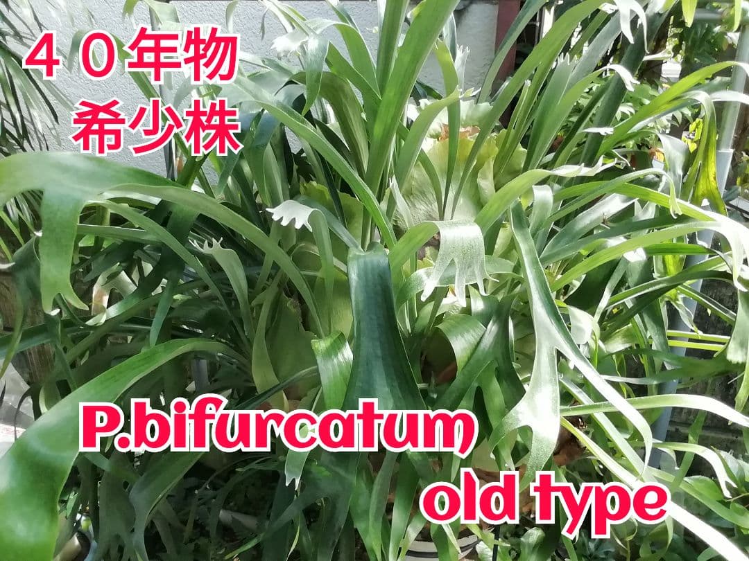 ビフルカッムcv.オールドタイプ 30数年以上育成株 からの株分け品です