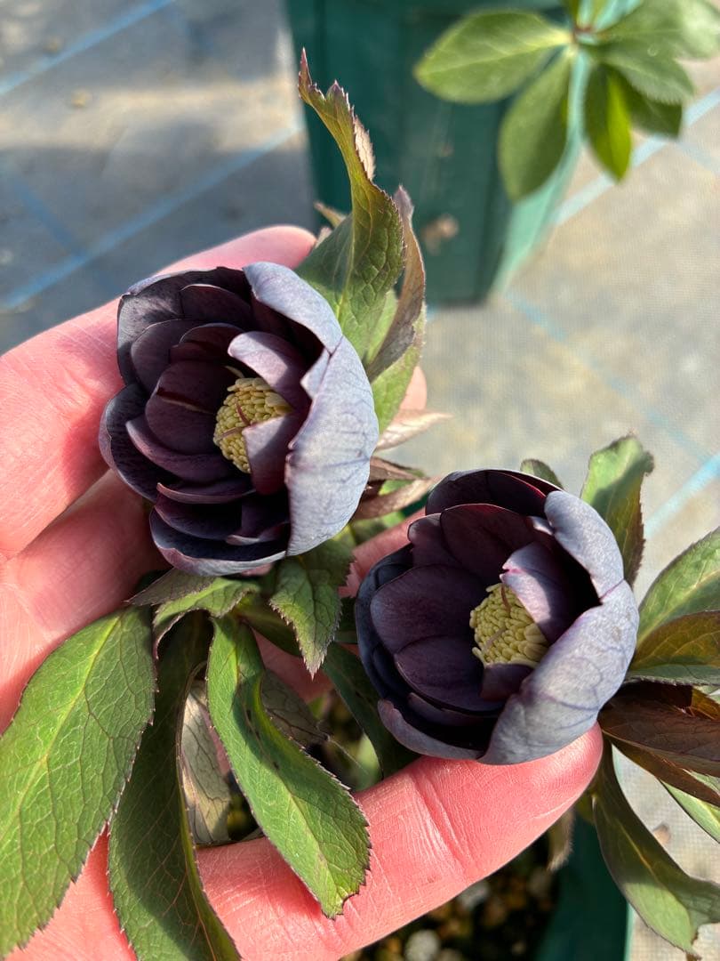 クリスマスローズ 木口交配 実生 スモーキーブルー 親株 7寸 - メルカリ