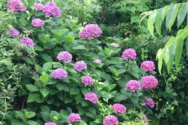 富士フィルム フジノン XF55-200mm F3.5-4.5 R LM OIS