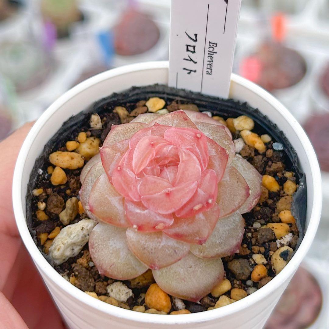 多肉植物 エケベリア 販売会 もんず様 専用ページ