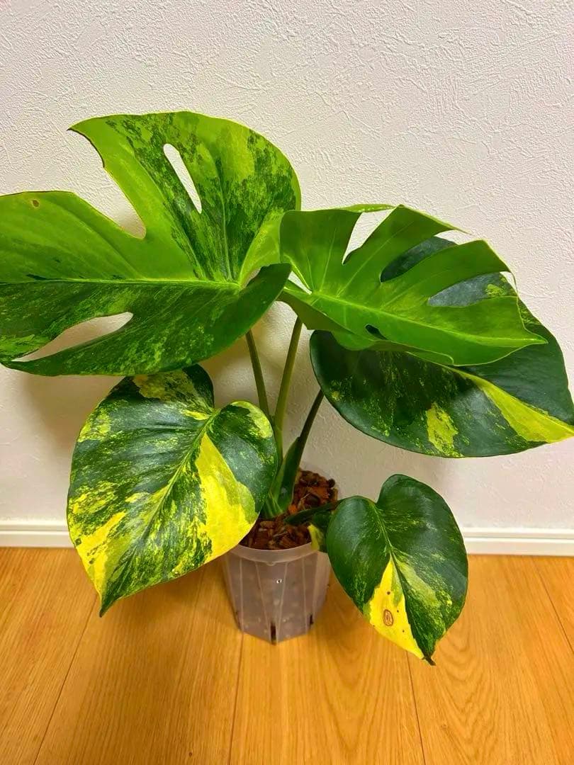 さ*ん様 モンステラ　デリシオーサ　イエローマリリン モンステラ・デリシオーサ 'イエローマリリン' – RARE PLANTS JAPAN