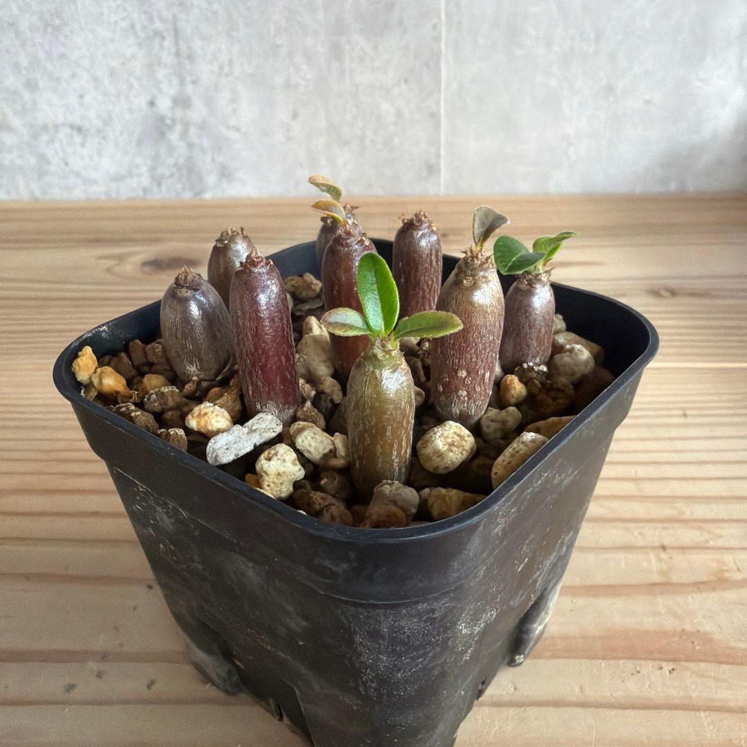 9株セット パキポディウムウィンゾリー 国内実生株 - メルカリ