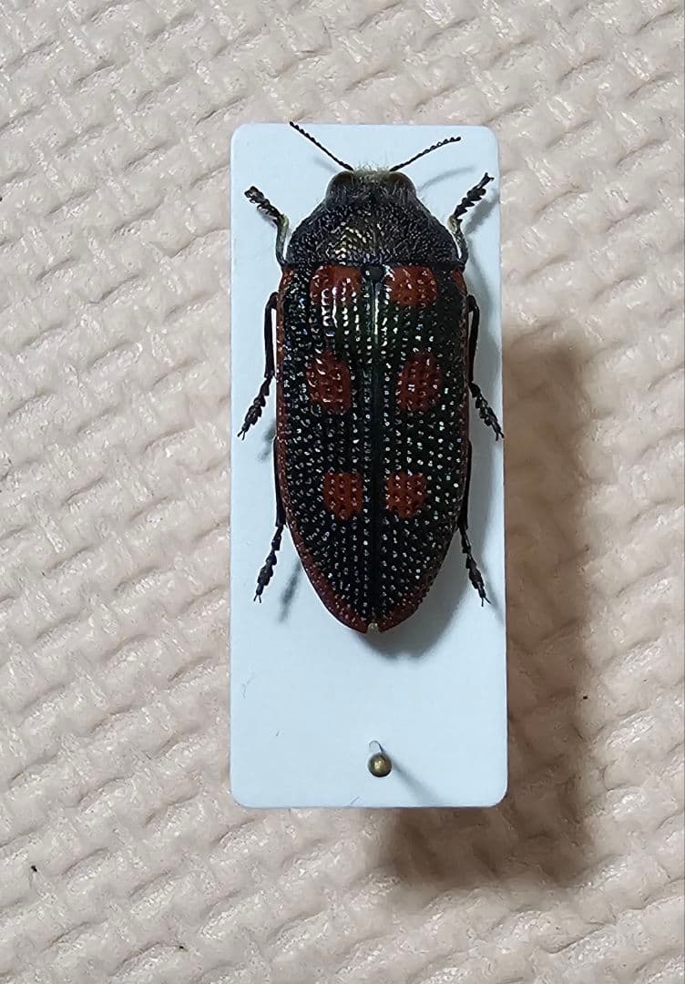 激レア アカモンアラメムカシタマムシ 昆虫標本 虫 - メルカリ