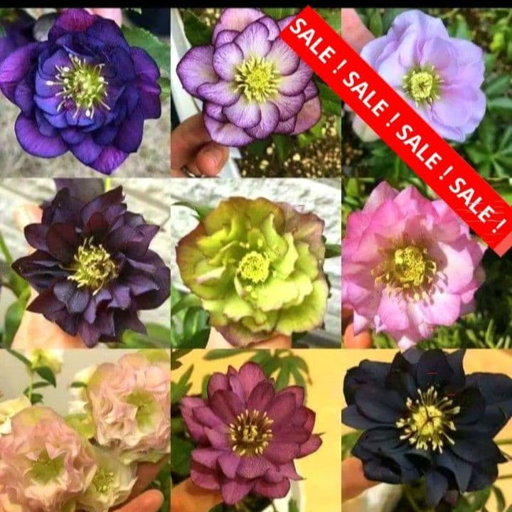 sale クリスマスローズ mix 20粒 種 宿根 苗 鉢 バラ - メルカリ