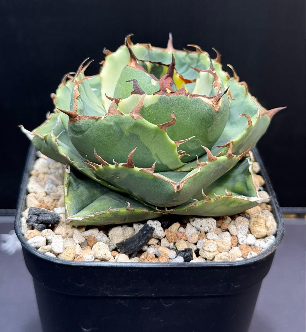 アガベ　ジャガーノート錦　覆輪斑　親株　子株付き 園芸ネット本店｜アガベ：ジャガーノート 3.5号鉢植え の通販【公式】