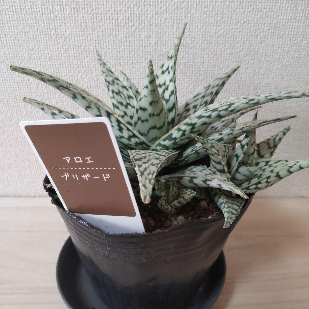 アロエ ブリザード/多肉植物/4号鉢サイズ - メルカリ