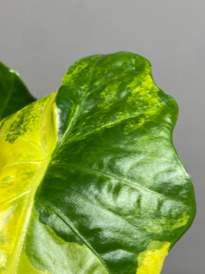 自*間様 【超希少‼️】アロカシア ポルトドラ/ポルトラ 斑入り