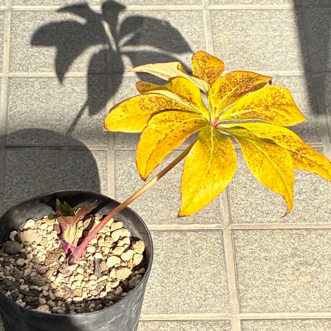 の*ん様 ☘️限定1株☘️未株分け☘️蕾付き☘️3356⭐️極上新色⭐️紅ピンク