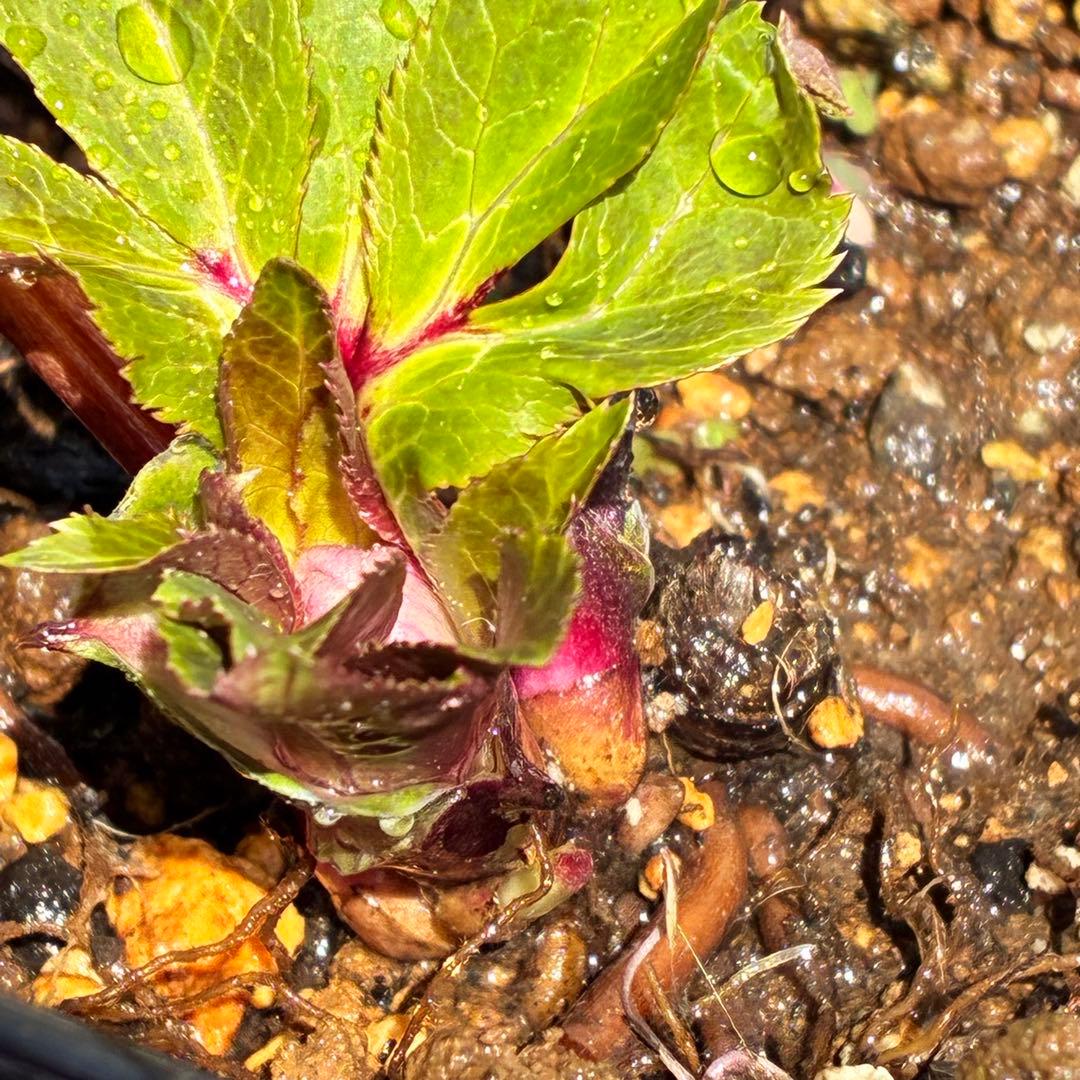 の*ん様 ☘️限定1株☘️未株分け☘️蕾付き☘️3356⭐️極上新色⭐️紅ピンク