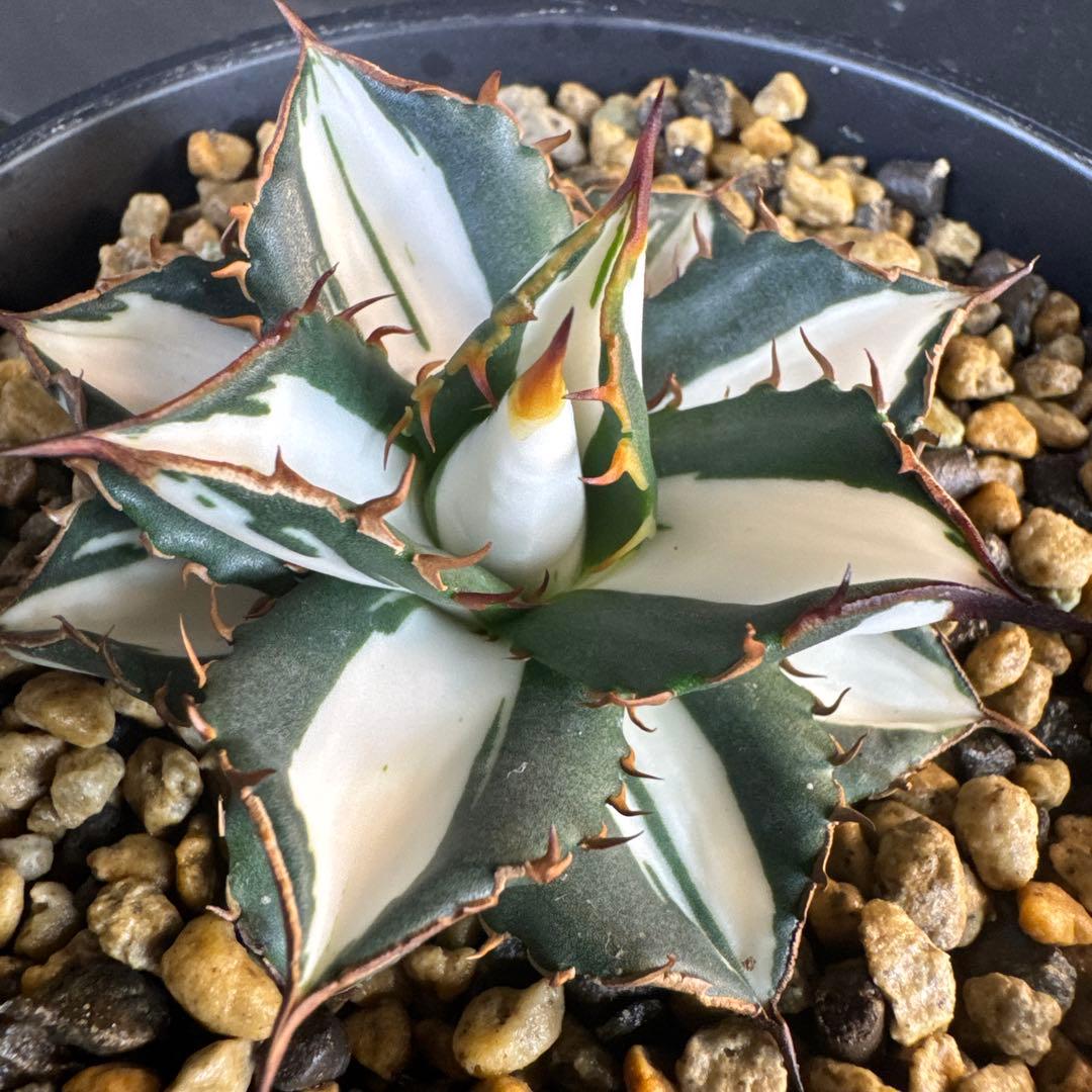 即決価格！アガベ氷河　美形　太陽神錦　純白中斑