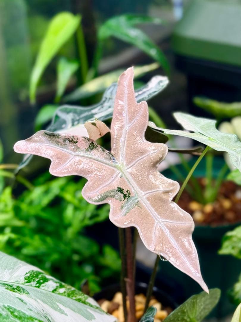 アロカシア ノビリス 斑入り ピンク AA04【マドカズラ モンステラ