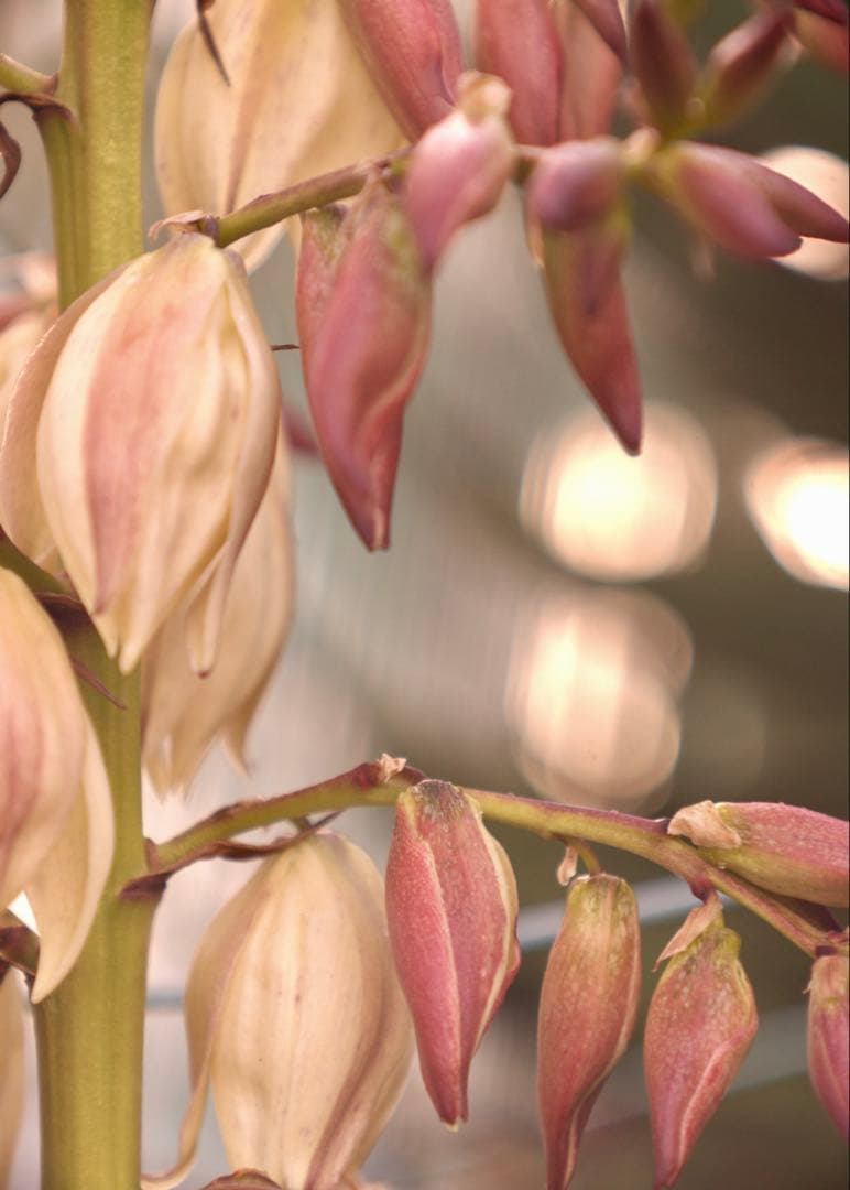 希少❗️業務用レンズFAX-KOWA 1:4.5/112B を改造　日本の興和製