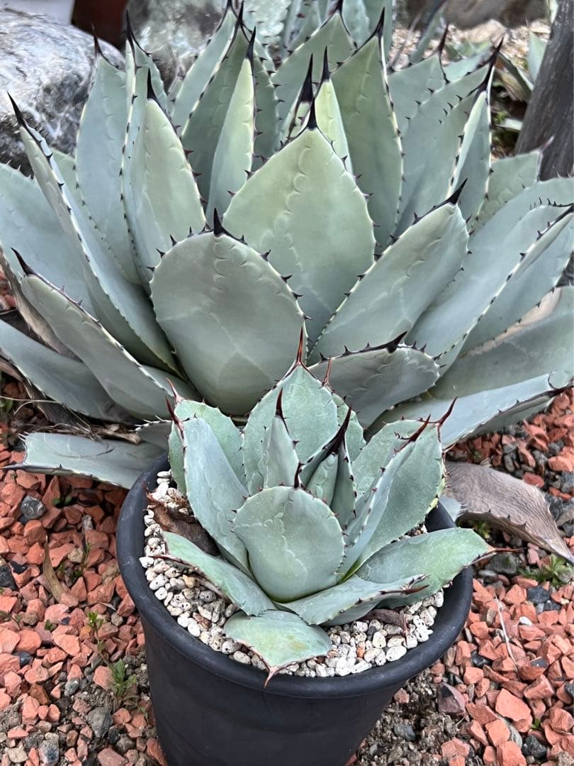 アガベ パリー 吉祥天 ホーチエンシス - メルカリ